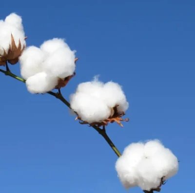 Prazo final para plantio de algodão termina e acende alerta em Goiás