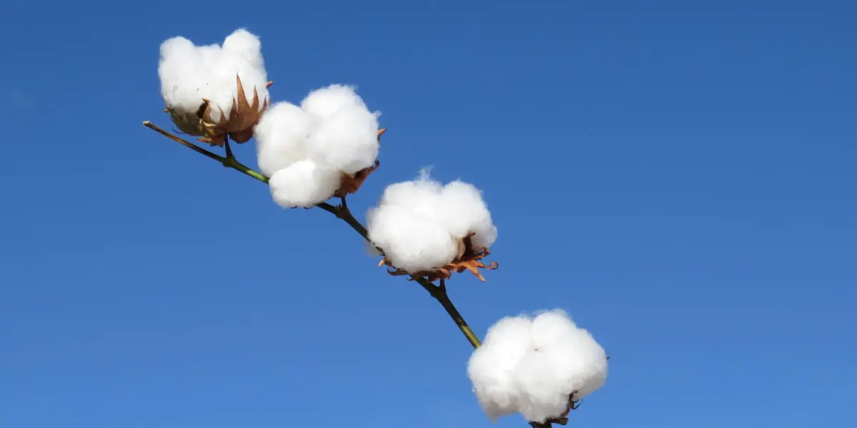 Prazo final para plantio de algodão termina e acende alerta em Goiás