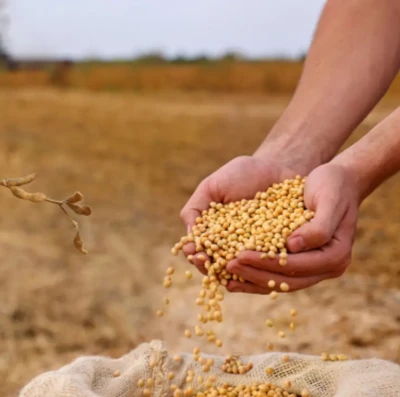 Brasil bate recorde na produção de grãos e pós-colheita vira desafio decisivo no campo