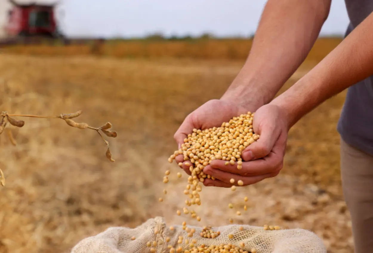 Brasil bate recorde na produção de grãos e pós-colheita vira desafio decisivo no campo