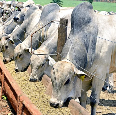 Brasil muda regras da pecuária e veta antibióticos em rebanhos