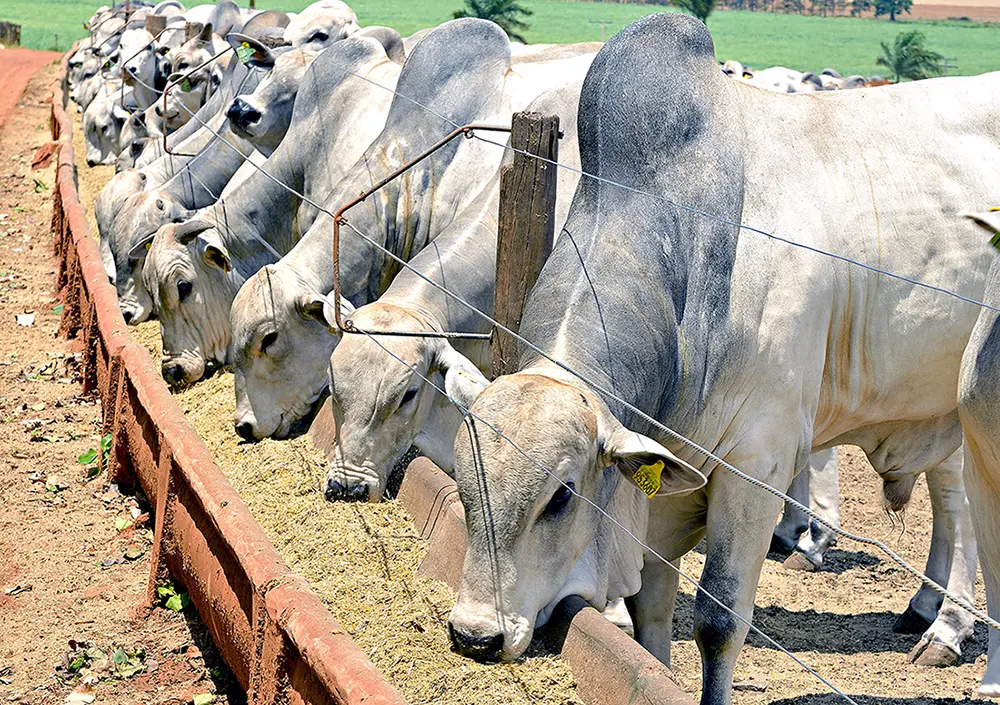 Brasil muda regras da pecuária e veta antibióticos em rebanhos