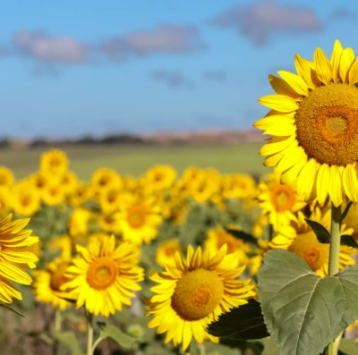 Goiás amplia plantio de girassol, mas clima derruba produtividade em 2026
