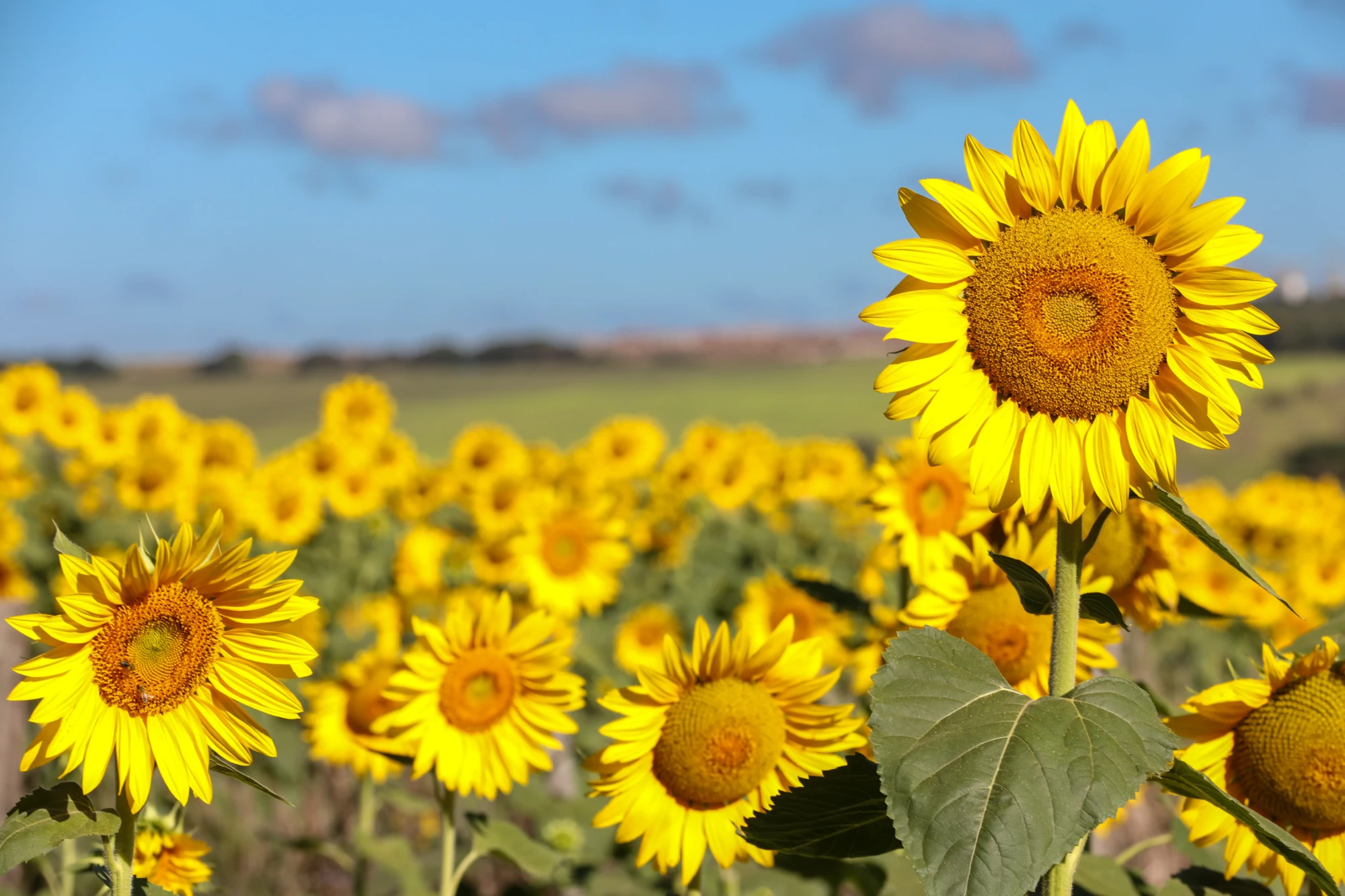 Goiás amplia plantio de girassol, mas clima derruba produtividade em 2026