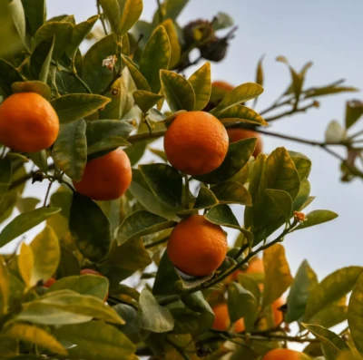 Greening ameaça safra de laranja e acende alerta na citricultura brasileira em 2026