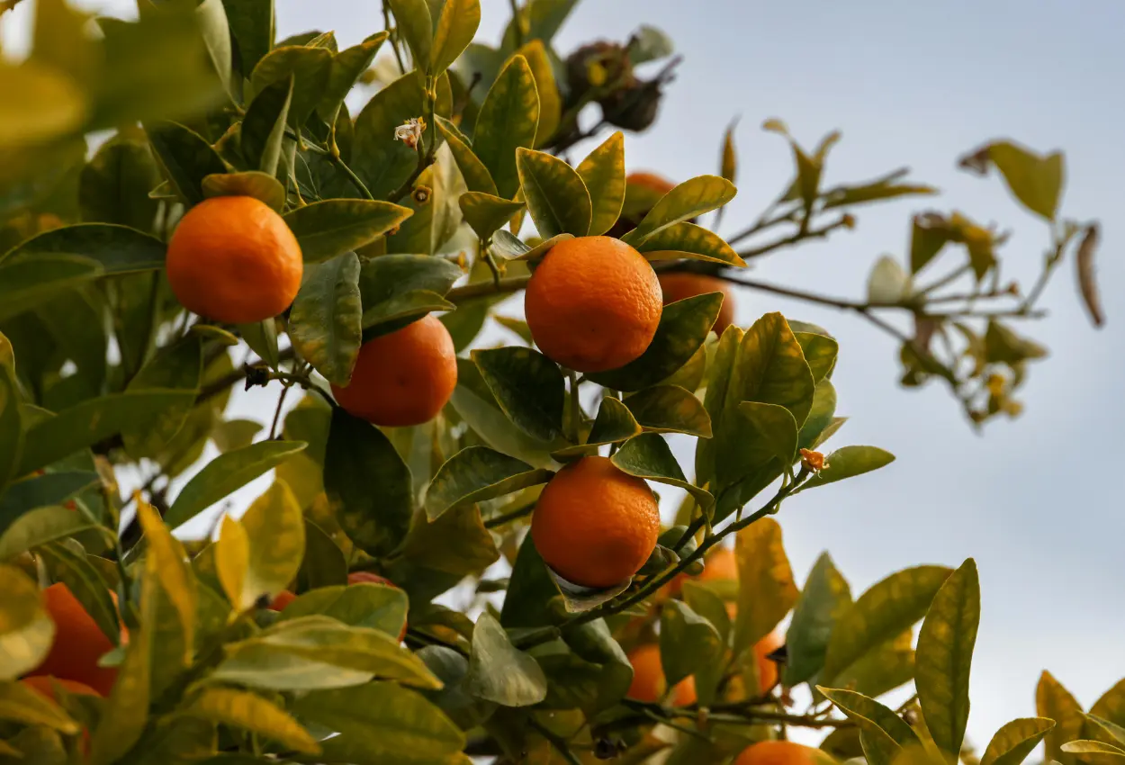 Greening ameaça safra de laranja e acende alerta na citricultura brasileira em 2026