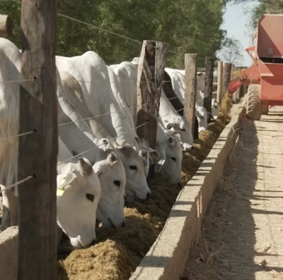 Pecuária brasileira enfrenta desafio silencioso que ameaça lucro no campo