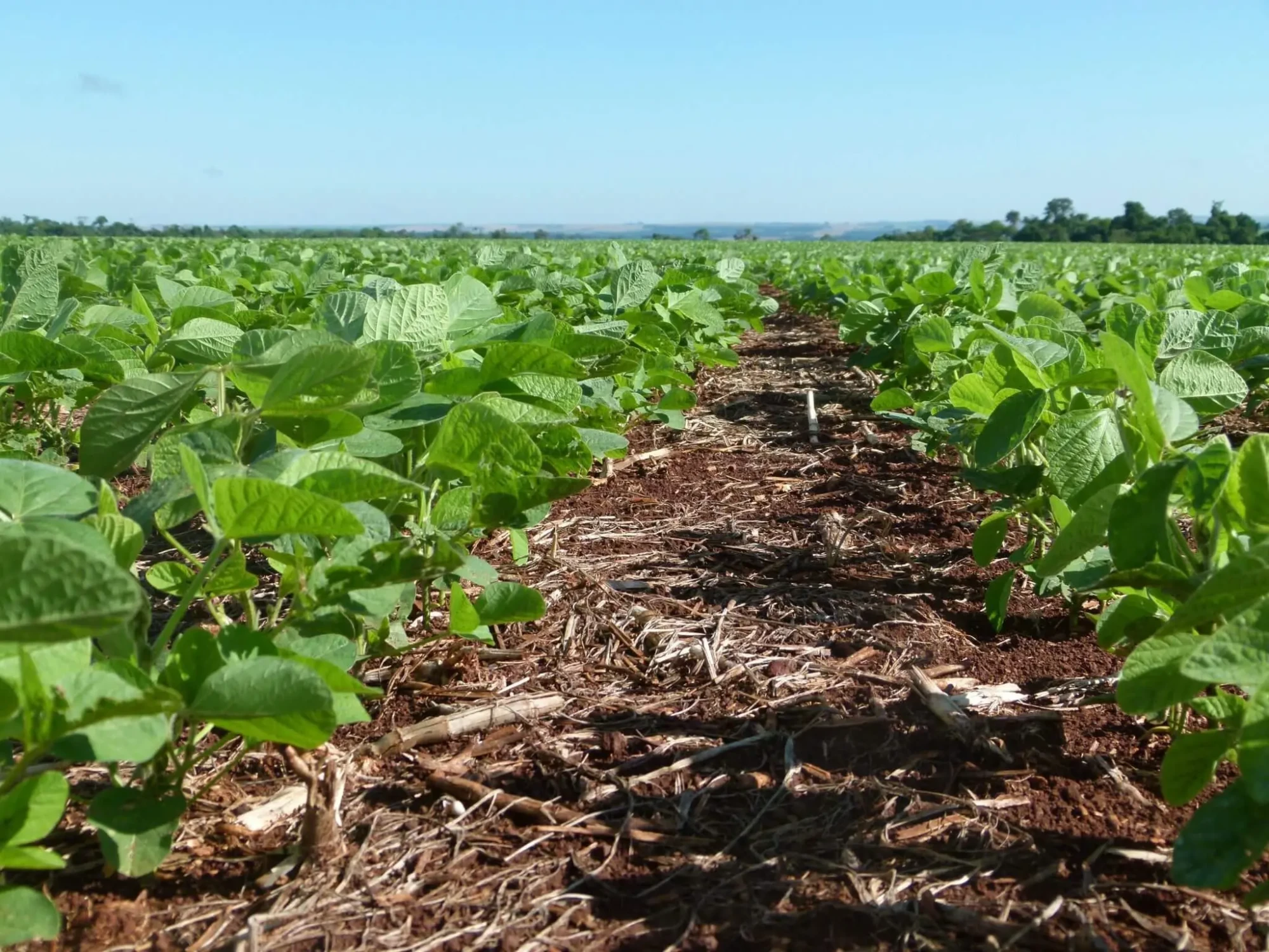 Plano Safra 2026 2027 CNA propõe crédito recorde e mudanças estruturais para o agro