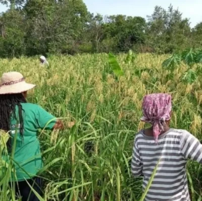 Quilombo em Goiás recebe capacitação para reduzir riscos com agrotóxicos no campo