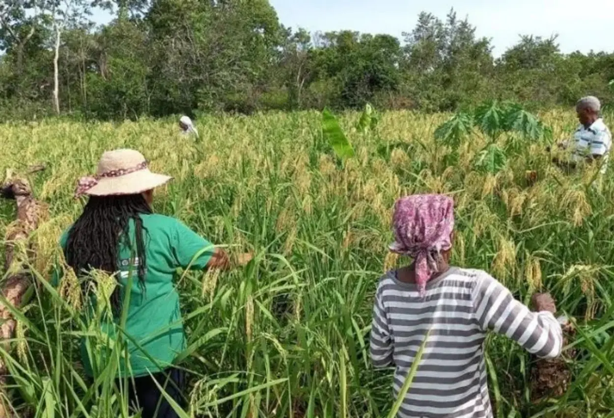 Quilombo em Goiás recebe capacitação para reduzir riscos com agrotóxicos no campo