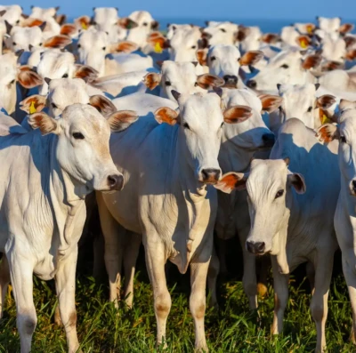 Carne bovina suspensão da União Europeia pode mexer com preços e gerar impacto bilionário