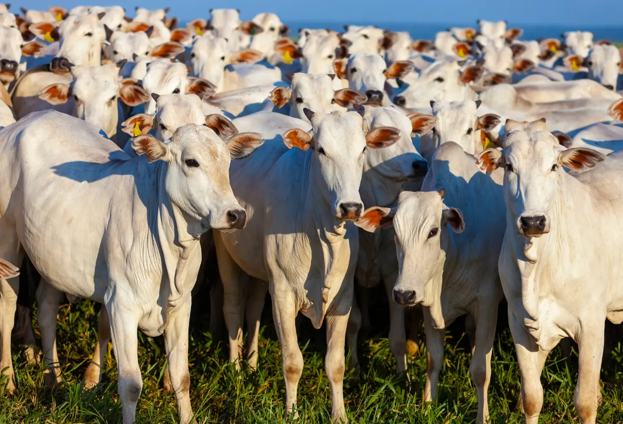 Carne bovina suspensão da União Europeia pode mexer com preços e gerar impacto bilionário