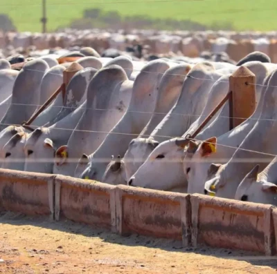 Confinamento de bovinos em Goiás deve atingir 1,4 milhão de cabeças e impulsionar pecuária em 2026