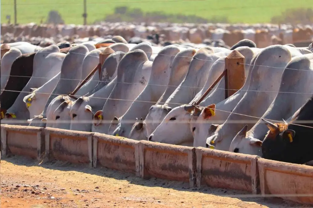 Confinamento de bovinos em Goiás deve atingir 1,4 milhão de cabeças e impulsionar pecuária em 2026