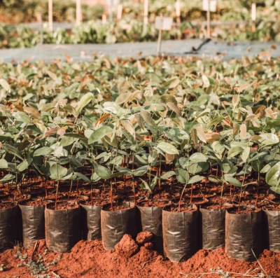 Feirão Ambiental movimenta cidades goianas com ações gratuitas de sustentabilidade
