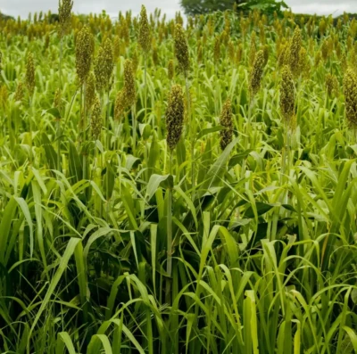 Produção de sorgo em Goiás dispara e estado amplia liderança nacional no agronegócio