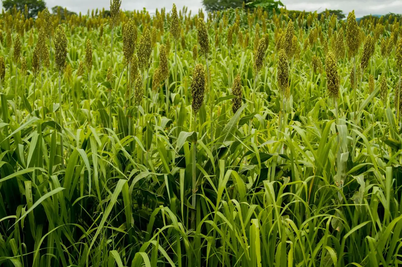 Produção de sorgo em Goiás dispara e estado amplia liderança nacional no agronegócio