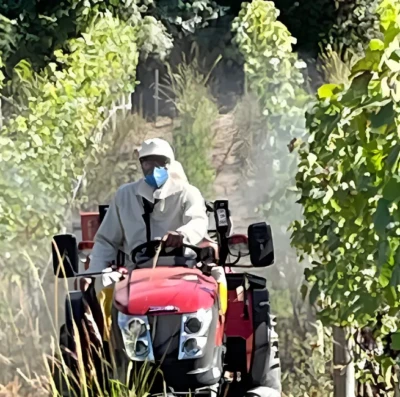 Produção de uva em Goiás dispara e transforma o Cerrado em referência nacional do vinho