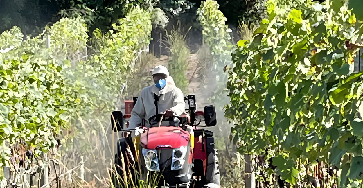 Produção de uva em Goiás dispara e transforma o Cerrado em referência nacional do vinho