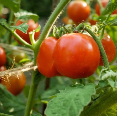 Safra de tomate em Goianápolis enfrenta avanço de pragas e preocupa produtores em 2026
