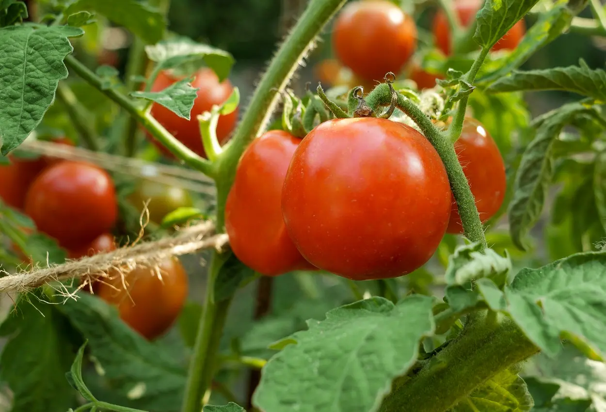 Safra de tomate em Goianápolis enfrenta avanço de pragas e preocupa produtores em 2026