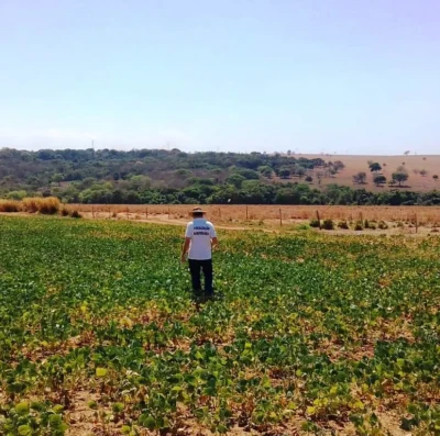 Vazio sanitário da soja começa em Goiás e mobiliza produtores contra ameaça às lavouras
