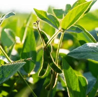 El Niño ameaça safra de soja e milho em Goiás