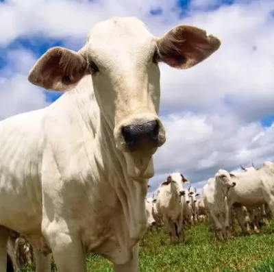 Leilões de gado movimentam 7 milhões de animais por ano e seguem estratégicos para a pecuária brasileira