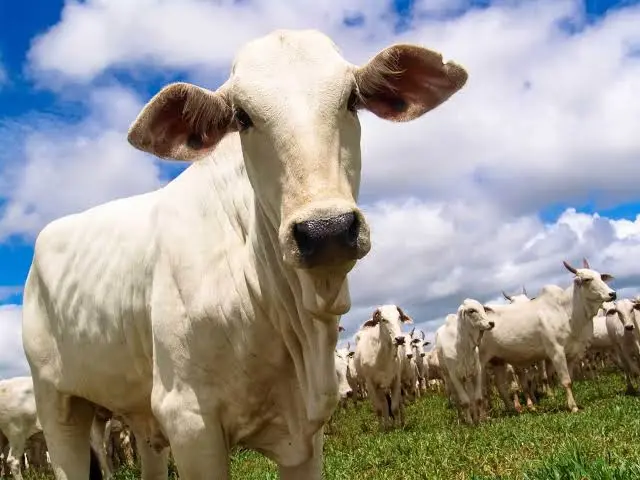 Leilões de gado movimentam 7 milhões de animais por ano e seguem estratégicos para a pecuária brasileira