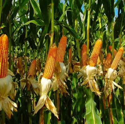 Milho de 2ª safra em Goiás despenca 31% e derruba projeção da produção de grãos