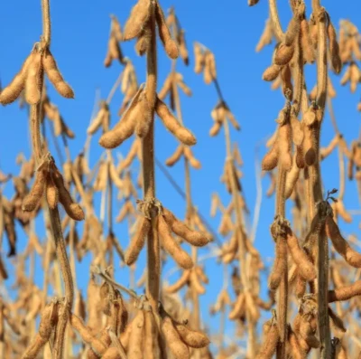 Plano Safra 20262027 gera reação do agro após anúncio de R$ 525 bilhões
