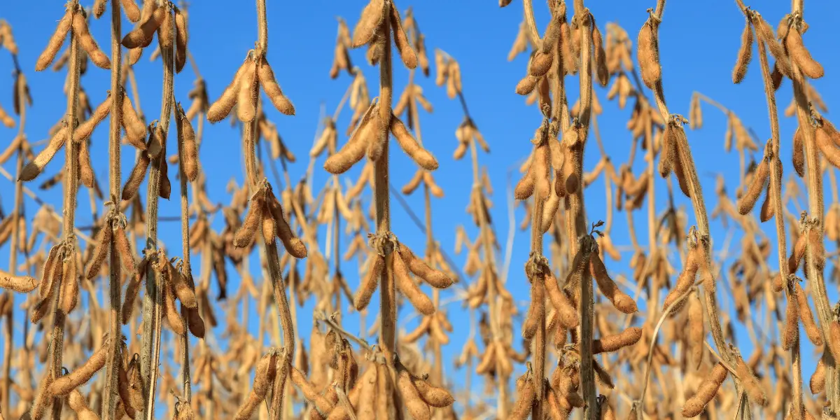 Plano Safra 20262027 gera reação do agro após anúncio de R$ 525 bilhões