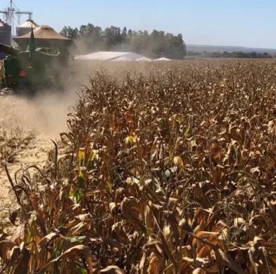 Produção de milho safrinha em Goiás deve cair 31,4% e concentra perdas da safra de grãos