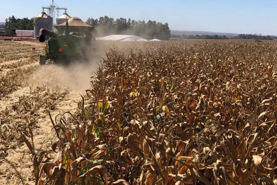 Produção de milho safrinha em Goiás deve cair 31,4% e concentra perdas da safra de grãos