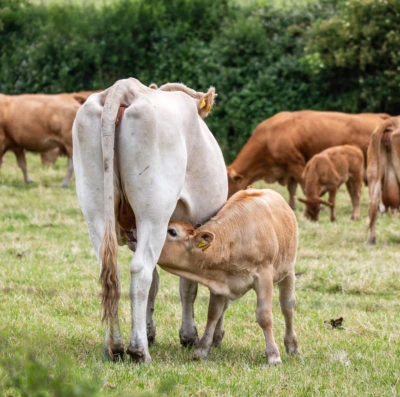 SIRAA 2026 reúne especialistas em Goiânia para debater reprodução animal e produtividade bovina
