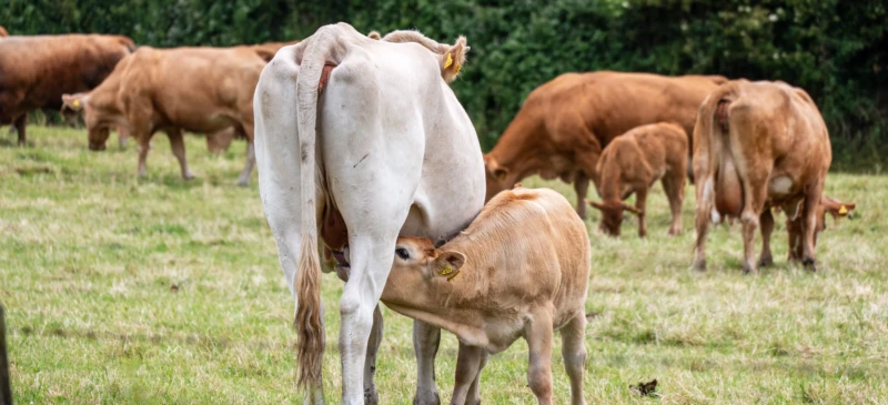 SIRAA 2026 reúne especialistas em Goiânia para debater reprodução animal e produtividade bovina
