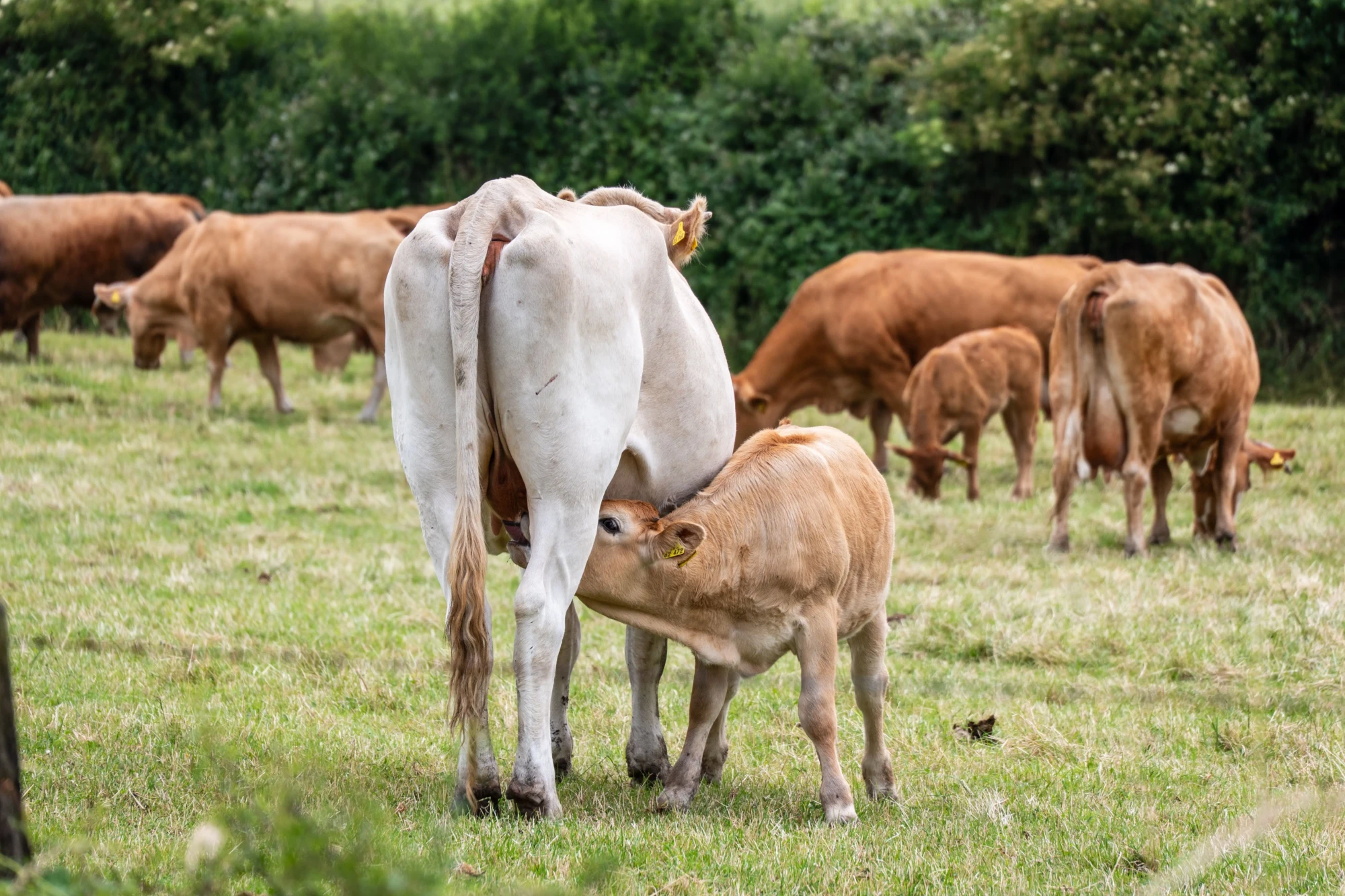 SIRAA 2026 reúne especialistas em Goiânia para debater reprodução animal e produtividade bovina