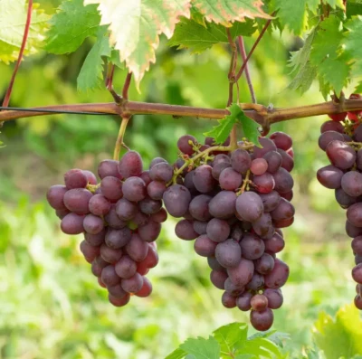 Viticultura em Goiás cresce e transforma o Cerrado em referência na produção de vinhos