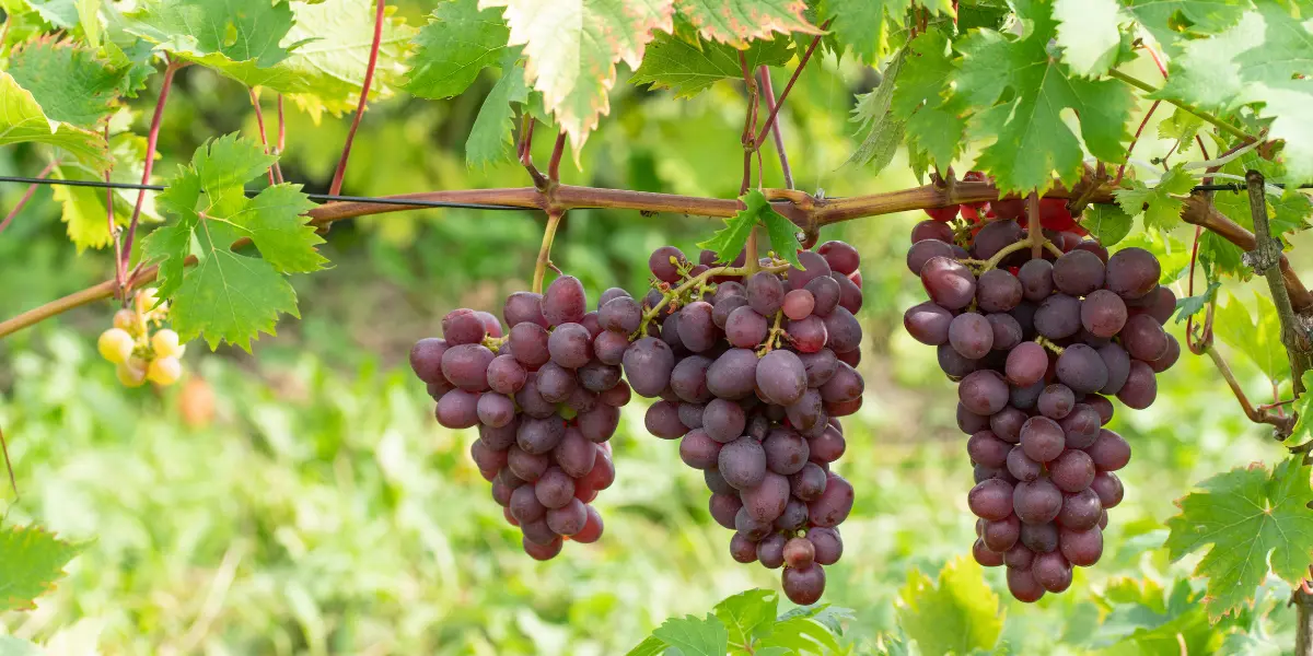 Viticultura em Goiás cresce e transforma o Cerrado em referência na produção de vinhos
