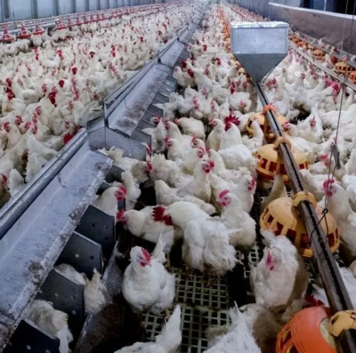 Abate de frangos em Goiás cresce 7,1% e estado lidera avanço entre grandes produtores