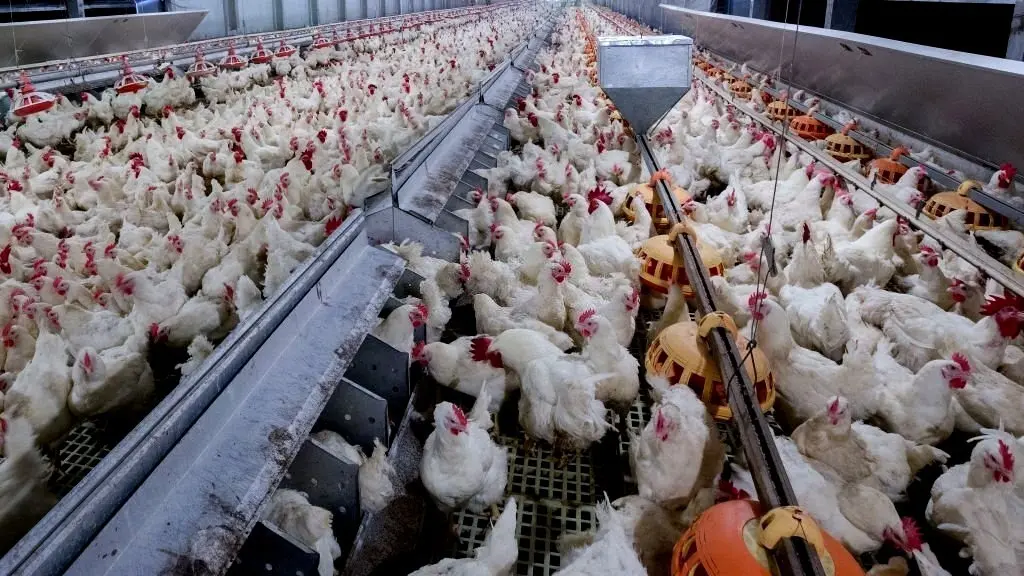 Abate de frangos em Goiás cresce 7,1% e estado lidera avanço entre grandes produtores