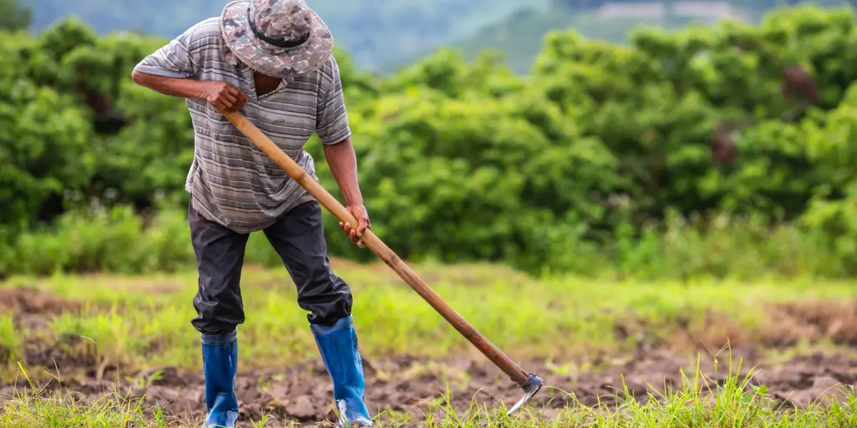 Agropecuária gera 8,1 mil empregos em Goiás no semestre