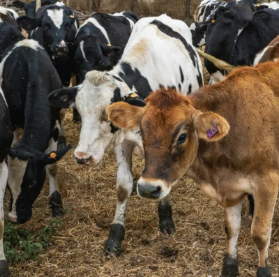Brucelose bovina ganha atenção em Goiás com projeto que prevê semana anual de prevenção à doença