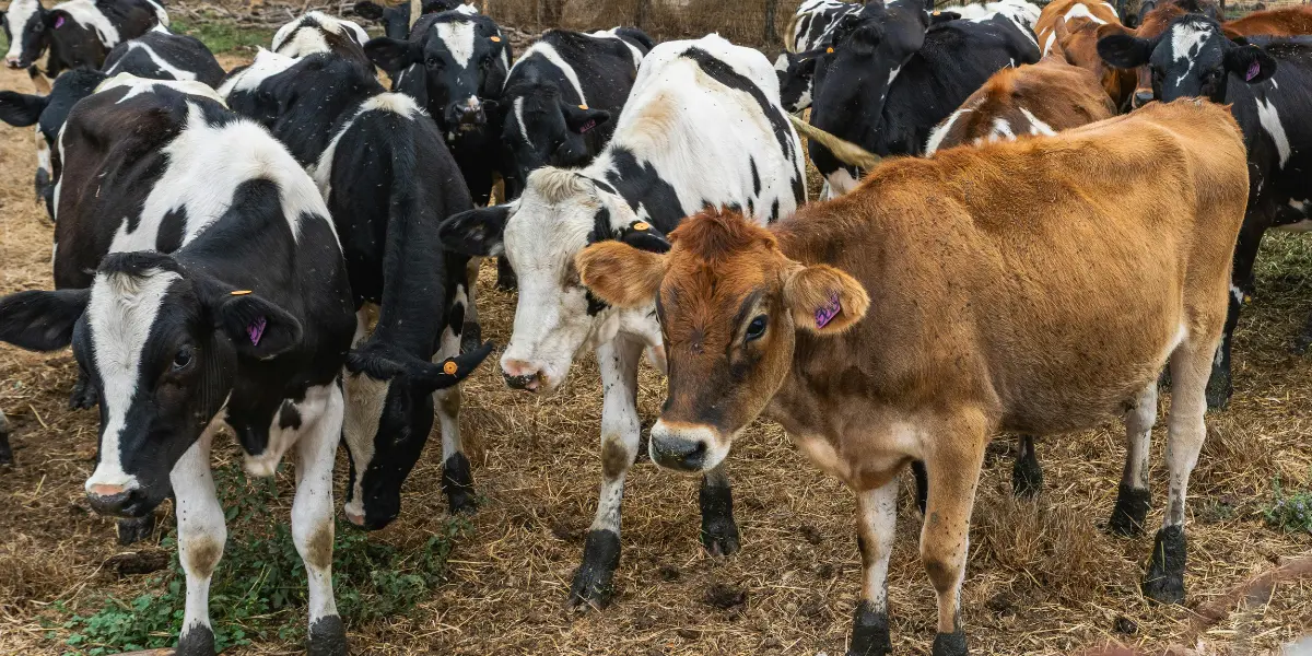 Brucelose bovina ganha atenção em Goiás com projeto que prevê semana anual de prevenção à doença