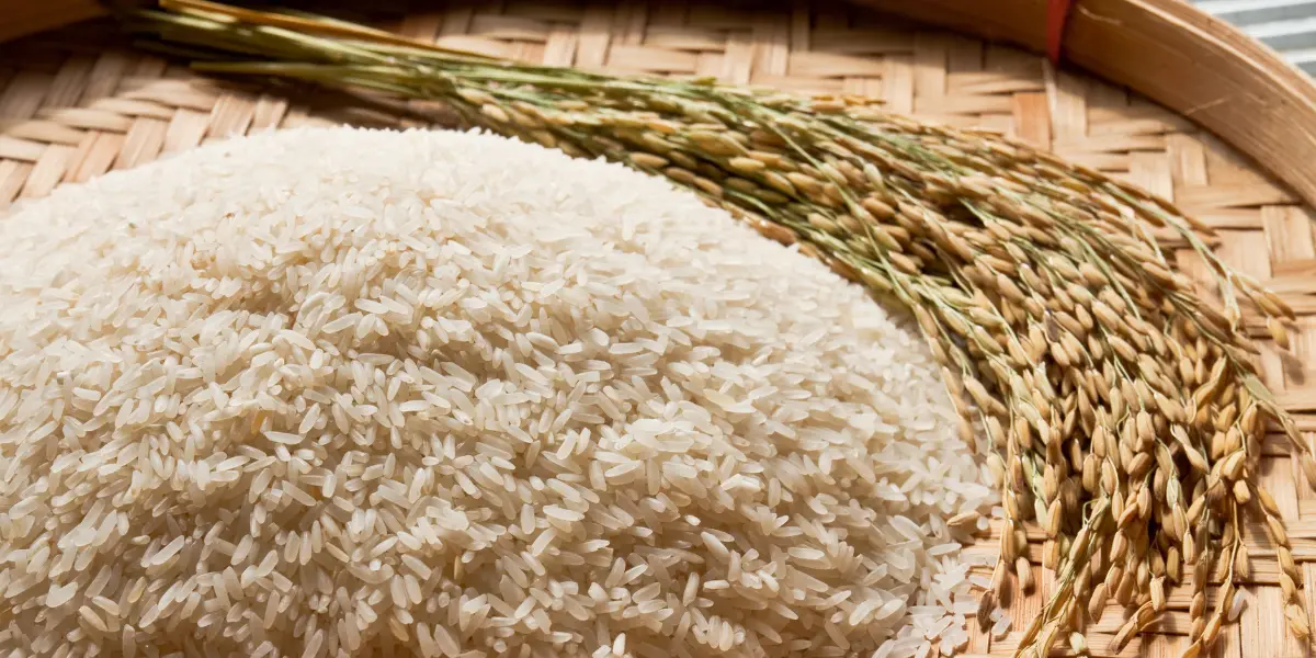 Colheita de arroz em Goiás termina com 23,8 mil hectares cultivados