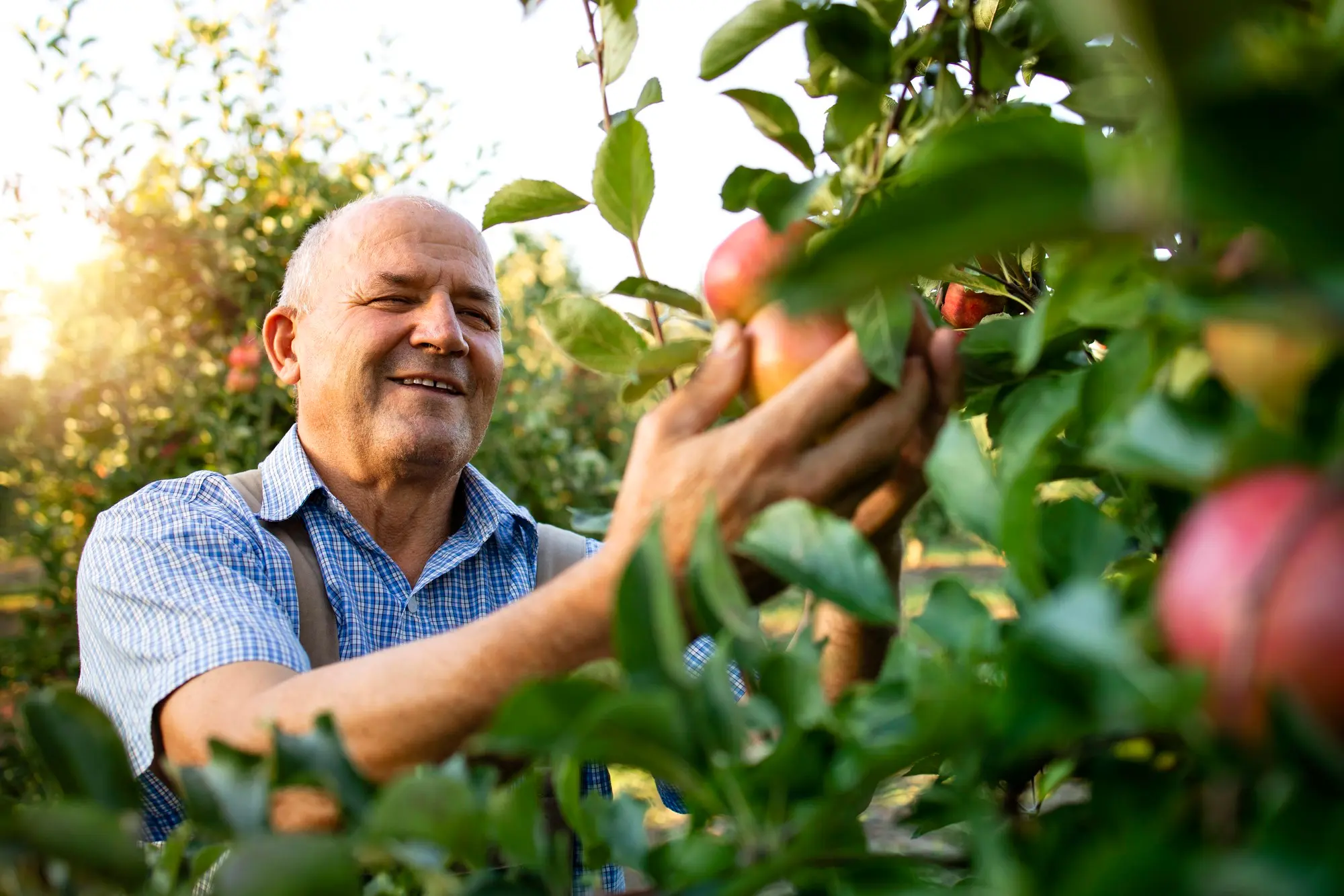 Cooperativismo financeiro amplia crédito rural e impulsiona agronegócio em Goiás