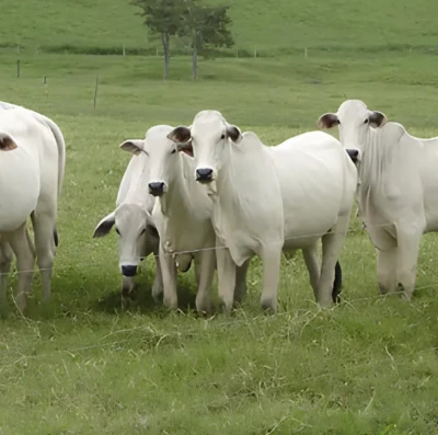 Dia de Campo PMGZ leva tecnologia em melhoramento genético à pecuária de Goiás