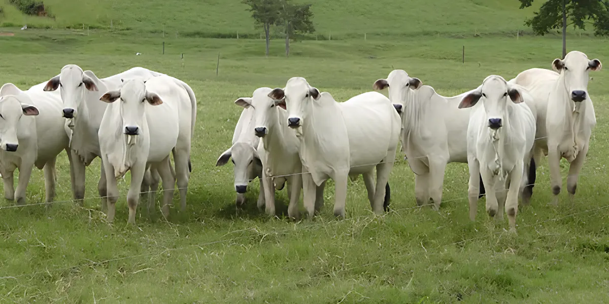Dia de Campo PMGZ leva tecnologia em melhoramento genético à pecuária de Goiás