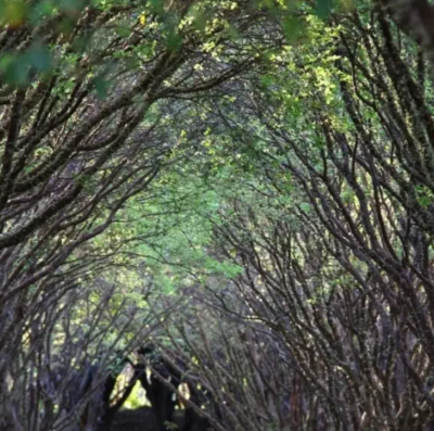 Fazenda Jabuticabal tem 42 mil árvores e safra antecipada em Goiás