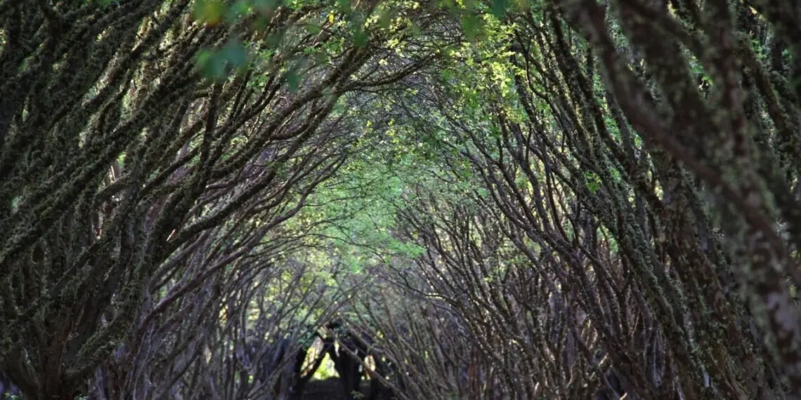 Fazenda Jabuticabal tem 42 mil árvores e safra antecipada em Goiás